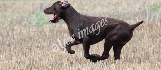 German Wire Haired Pointers